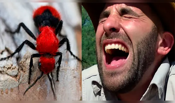 Permite que letal hormiga aterciopelada lo pique sin vaticinar las terribles consecuencias de su veneno [VIDEO]