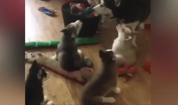 Perro le enseña aullar a sus cachorros y estos tienen divertido comportamiento [VIDEO]