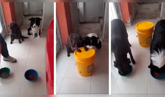Perros obedecen la indicación de su dueño y se ponen a ‘rezar’ antes de comer [VIDEO] 