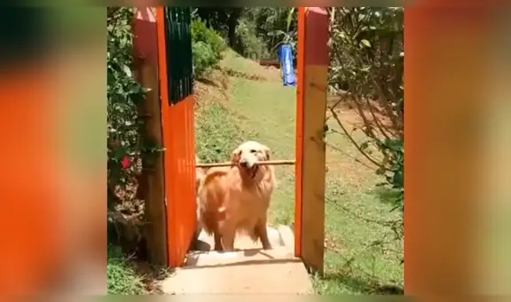 Perro intenta cruzar puerta con enorme palo, no lo consigue y aplica increíble estrategia [VIDEO]