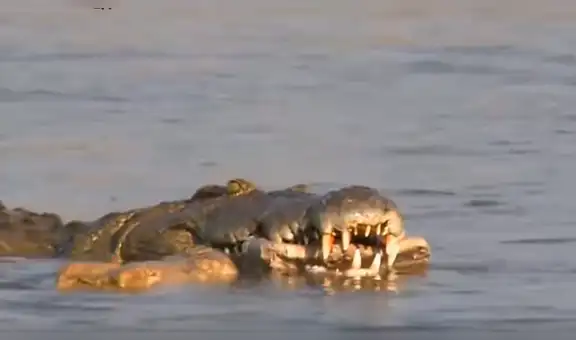 Brutal pelea de animales termina con el hocico cercenado de un cocodrilo [VIDEO]