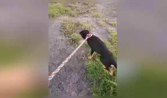 Enseña un sencillo ’truco’ para que un perro no jale de su correa cuando lo sacan a pasear [VIDEO]