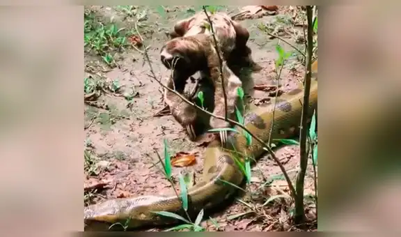 Oso perezoso aplasta la cabeza de peligrosa anaconda y sucede lo inesperado [VIDEO]