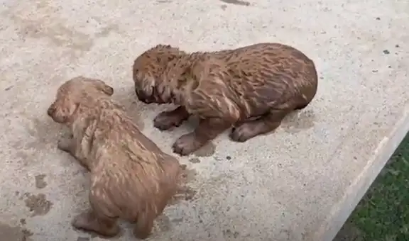 Oyen extraños sonidos y descubren a 5 perros en un desagüe
