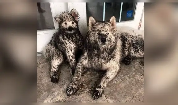 Joven regresa a casa y descubre la travesura de sus perros al verlos llenos de lodo [VIDEO] 