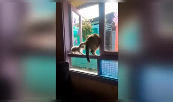 Travieso gato pretendía jugar con su ‘amigo’, pero acaba sufriendo terrible accidente [VIDEO]