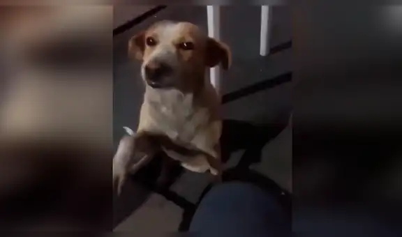 Mujer ayuda a perro callejero y este tiene tierno gesto de agradecimiento [VIDEO] 