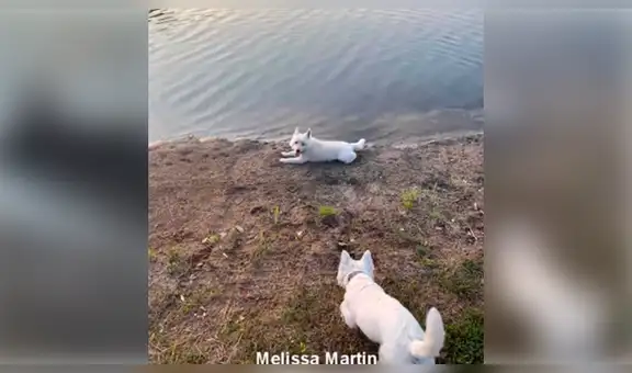 Facebook: deja que sus perros jueguen en el agua, sin esperar el trágico final que tendrían [VIDEO]
