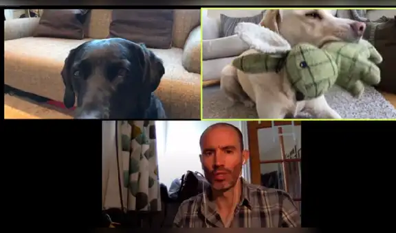 Hombre regaña a sus perros por Zoom y estos tienen sorprendente reacción al escucharlo [VIDEO]