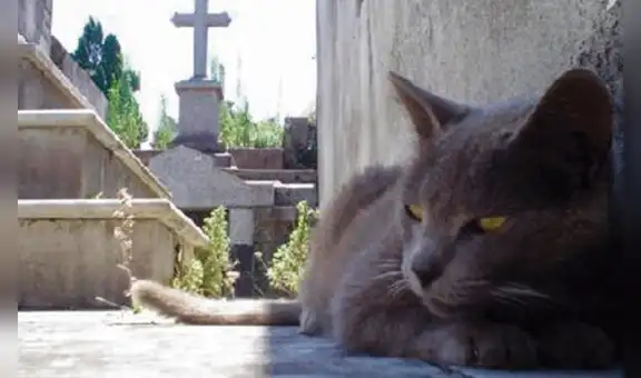 Lanzan agua caliente y abusan de gatitos abandonados en cementerio