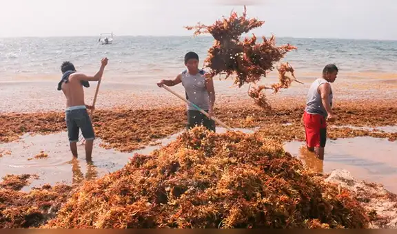 ¿Cómo afecta el sargazo al medio ambiente y en qué beneficia a los pescadores peruanos?