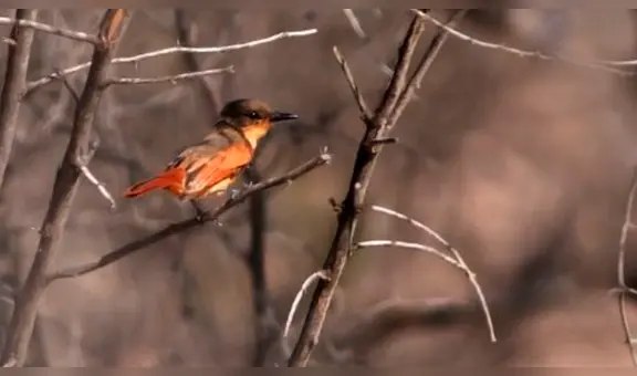 Eligen a Perú como el mejor destino del mundo para la observación de aves