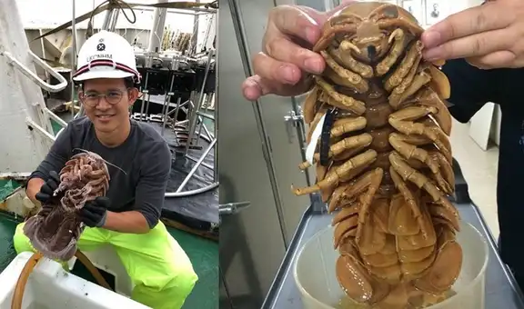 Hallan a una “cucaracha marina” gigante en las profundidades del océano
