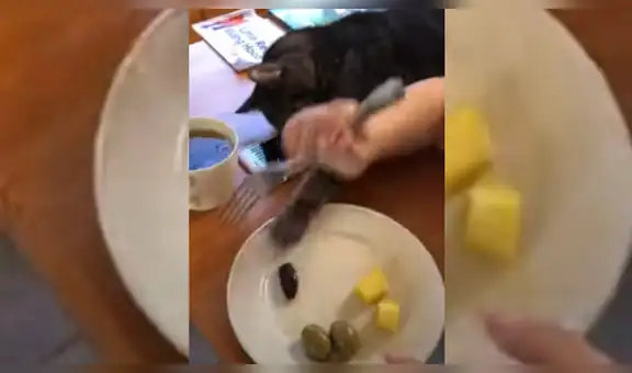 Gato hace de todo para robarle la comida a su dueña y ella se lo impide [VIDEO]