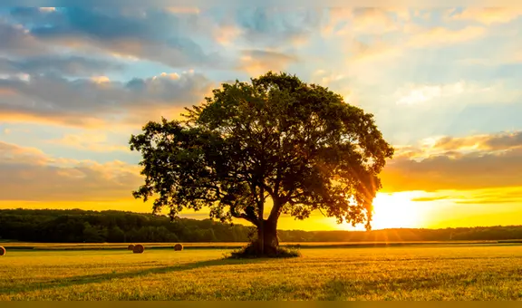 Frases para reflexionar por el Día Mundial del Medio Ambiente