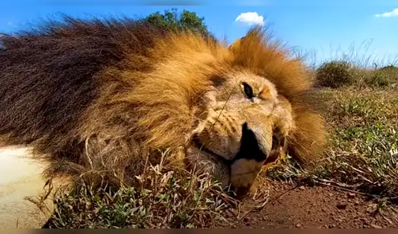 Hombre vuelve a ver a leones que cuidó de bebés y felinos tienen conmovedor comportamiento [VIDEO]