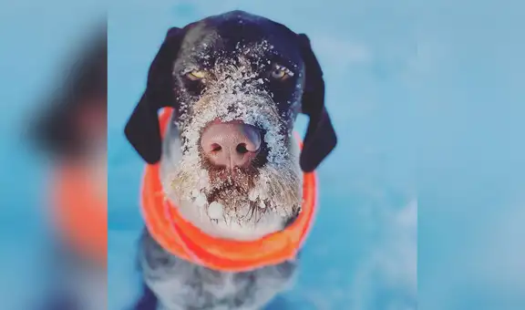 Perro olfatea en la nieve y ayuda a rescatar a un animal perdido