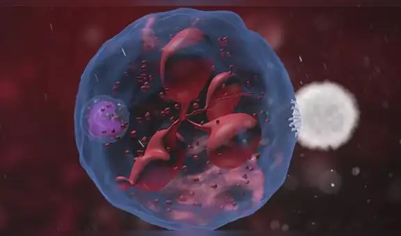 Más allá de los anticuerpos: el poder del ‘recuerdo’ en la inmunidad contra un virus 