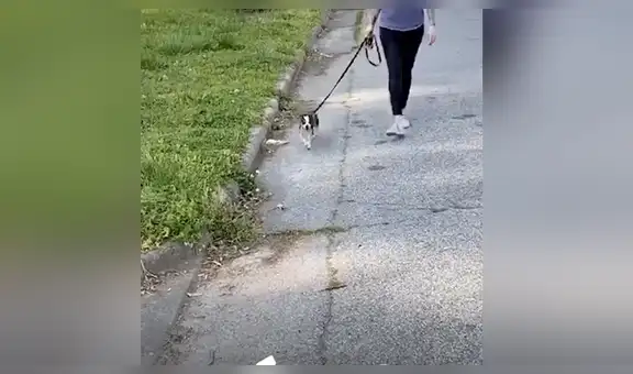 Rescatan a chihuahua temerosa, logran ganarse su confianza y le encuentran una familia adoptiva [VIDEO]