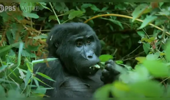 Robot espía capta a gorilas salvajes ‘cantando’ mientras comían su comida [VIDEO]
