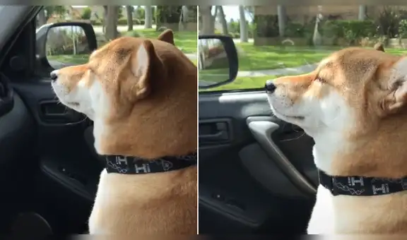 Perro realiza cautivador ‘baile’ con la cabeza y miles quedan sorprendidos con su talento [VIDEO]
