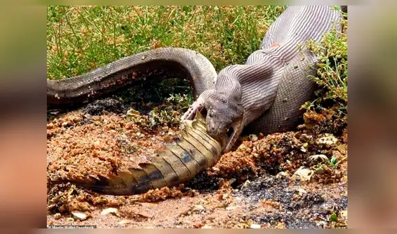 Facebook viral: pitón gigante es grabada devorando a enorme cocodrilo en tan solo unos minutos [VIDEO] 