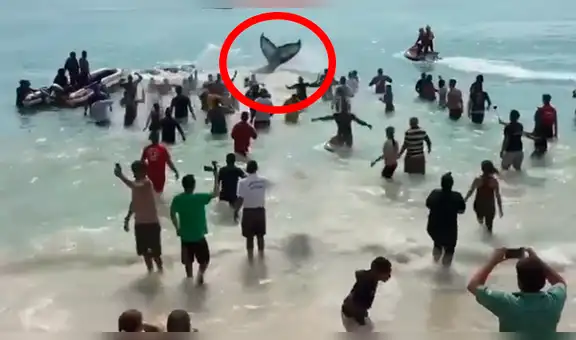 Decenas de turistas rescatan de forma increíble a una ballena varada en Brasil [VIDEO]