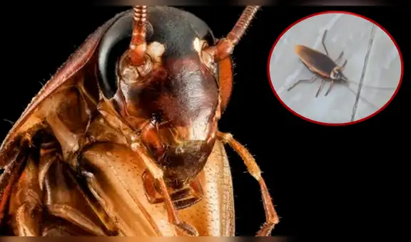 YouTube viral: joven crea cucaracha ‘robot’ y no te imaginas lo que puede hacer [VIDEO]