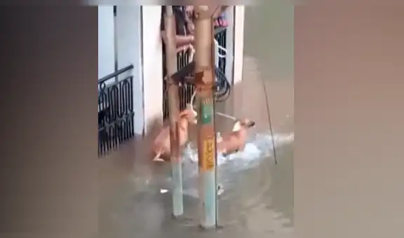 Perros salvan de morir tras realizar un curioso truco y escapar de feroz cocodrilo en inundación [VIDEO]