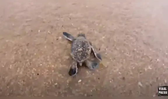 Tortugas bebés rompen sus cascarones y corren a toda velocidad para llegar al mar [VIDEO]