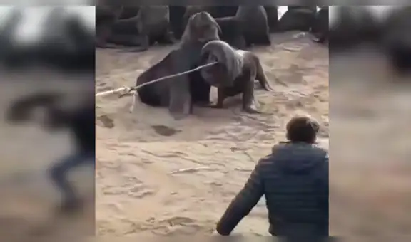 Hombre pone su vida en peligro al quitarle neumático del cuello a enorme lobo marino [VIDEO] 
