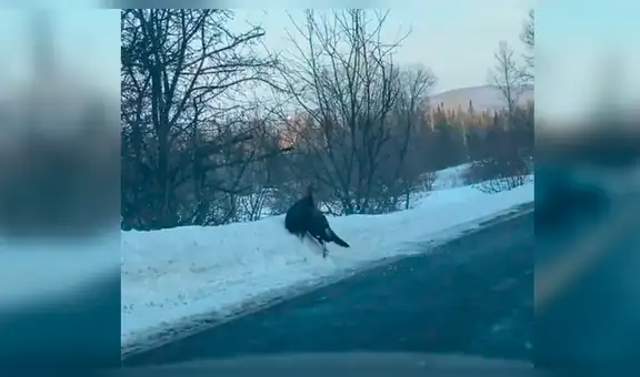 Dos enormes pavos pelean en medio de la carretera y paralizan el tránsito [VIDEO] 
