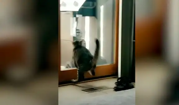 Gato intenta atrapar un pájaro, pero se estrella contra una puerta de vidrio