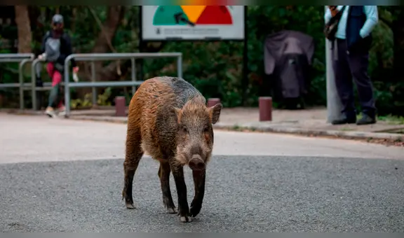 China: Hong Kong se enfrenta a una invasión de jabalíes [FOTOS]