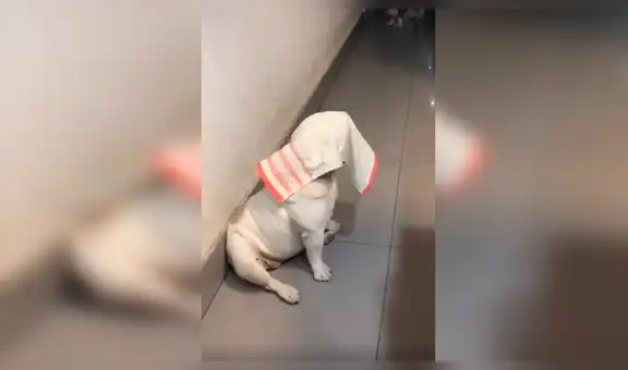 Perro ‘juega a las escondidas’ con su dueña y tiene curiosa reacción al ser descubierto [VIDEO] 
