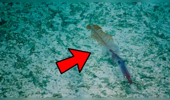 Científicos captan misteriosa criatura nunca antes vista y su extraño aspecto desconcierta a miles [VIDEO]
