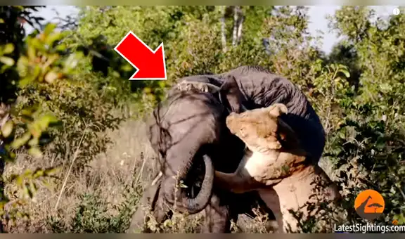 Hambrienta leona caza a elefante para dar de comer a sus crías y ocurre lo inesperado [VIDEO]