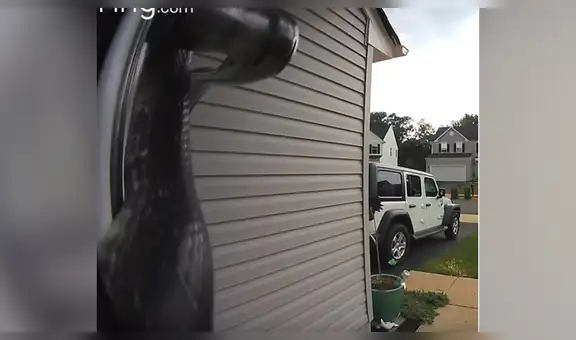 Joven revisa cámara de seguridad y encuentra letal serpiente ingresando por el lugar menos pensado [VIDEO]