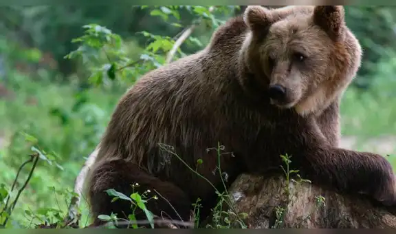 Facebook: feroz oso se lanza sobre un príncipe árabe y deja asombrado a miles de usuarios [VIDEO]