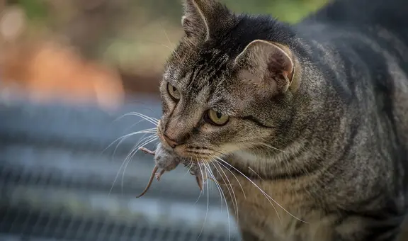 ¿Por qué los gatos traen animales muertos a casa? Científica explica este hábito