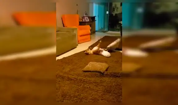 Perro pierde sus patas traseras y su actitud de superación impresiona al mundo [VIDEO] 