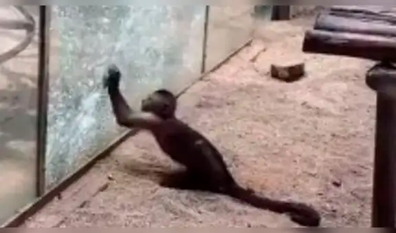 Mono es captado rompiendo su jaula con una piedra afilada por él mismo, como si fuera un humano [VIDEO]