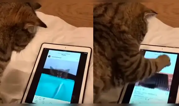 Gata se apodera del iPad de su dueña y lo manipula para revisar sus redes sociales [VIDEO]