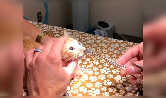 Acude con su gato al veterinario y este le saca un enorme parásito que vivía en su nariz [VIDEO]