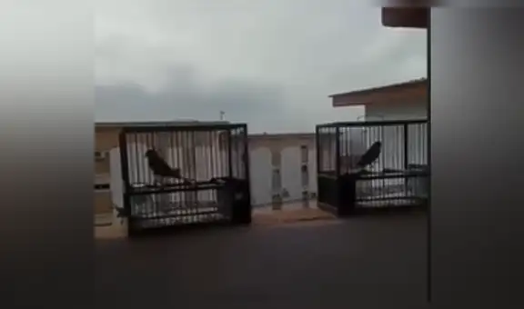 Hombre en cuarentena comprende lo que es vivir “encerrado” y tiene noble gesto con sus aves [VIDEO]