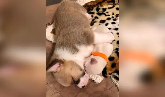 Perrita acoge a unos cachorros que quedaron huérfanos tras perder a su madre 