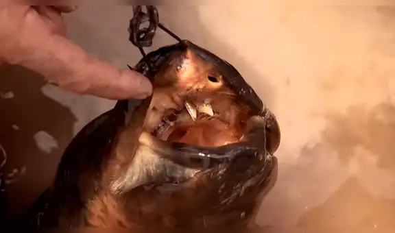 Señor pesca extraña criatura de lago y queda impactado al ver su insólita reacción [VIDEO]