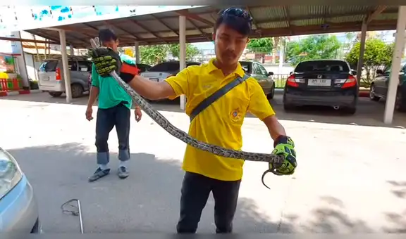 Revisa motor de auto y descubre serpiente pitón enganchada en los fierros retorcidos [VIDEO] 