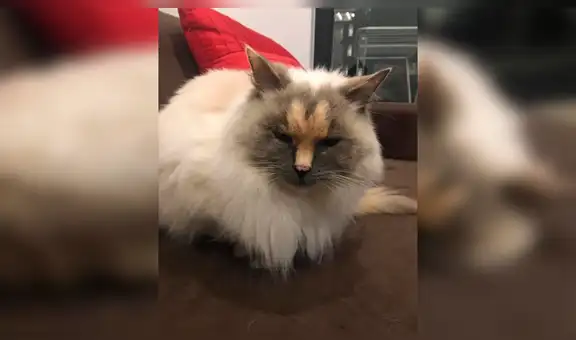 Nadie quiere adoptar a gata que tiene una extraña mancha en su rostro [FOTOS]