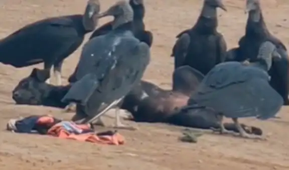 Perrito dormía en la playa y gallinazos lo rodearon porque pensaban que estaba muerto